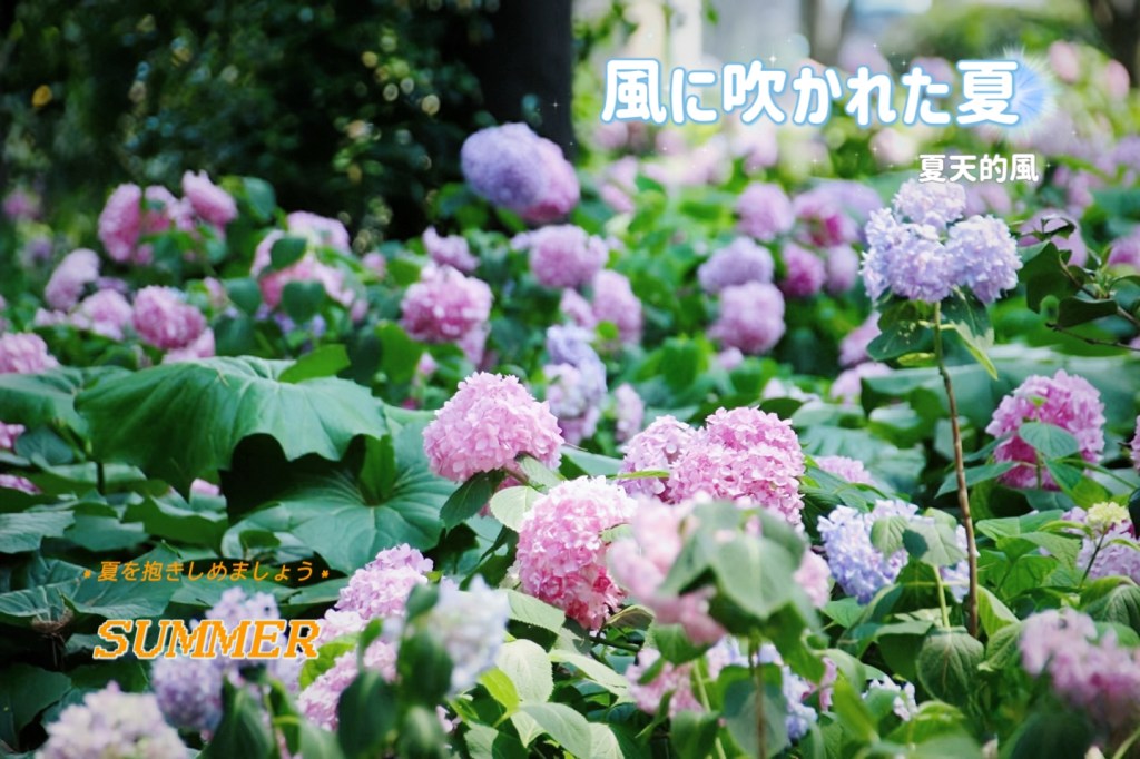 【旬季】紫陽花が咲く頃