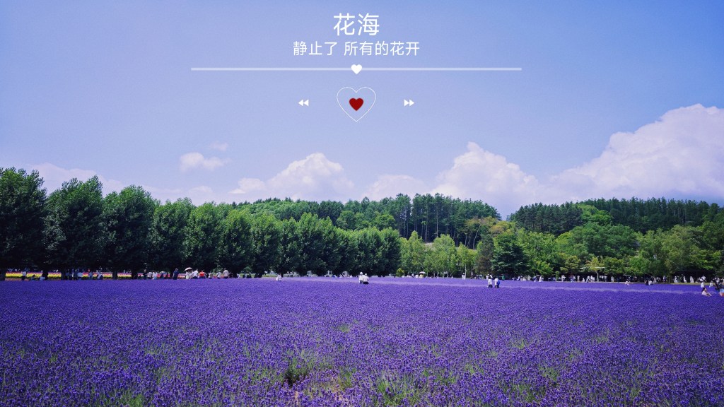 【旅行】夏游北海道—走吧，去看花