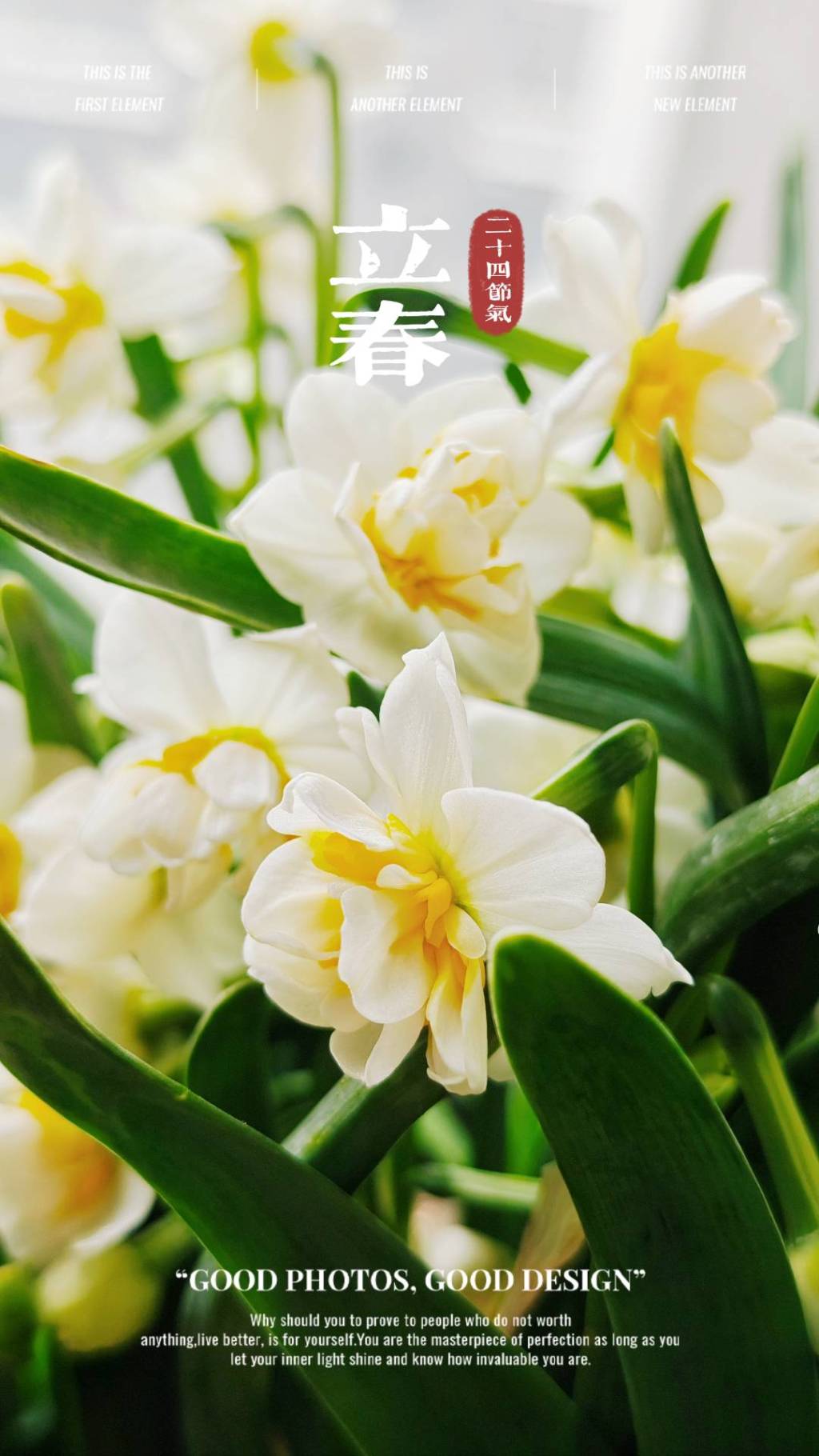 【冰弦听雨】江城子—乙巳年腊月十七立春咏水仙